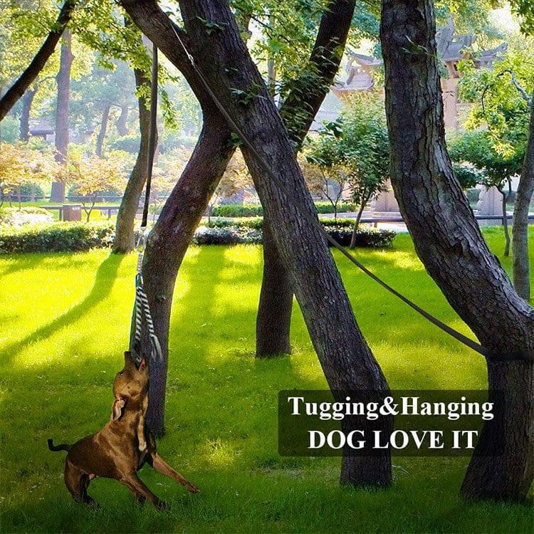 Large dog on a Spring Pole hung from a tree