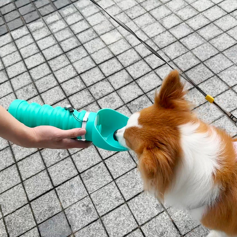 Dog drinking from travel bottle