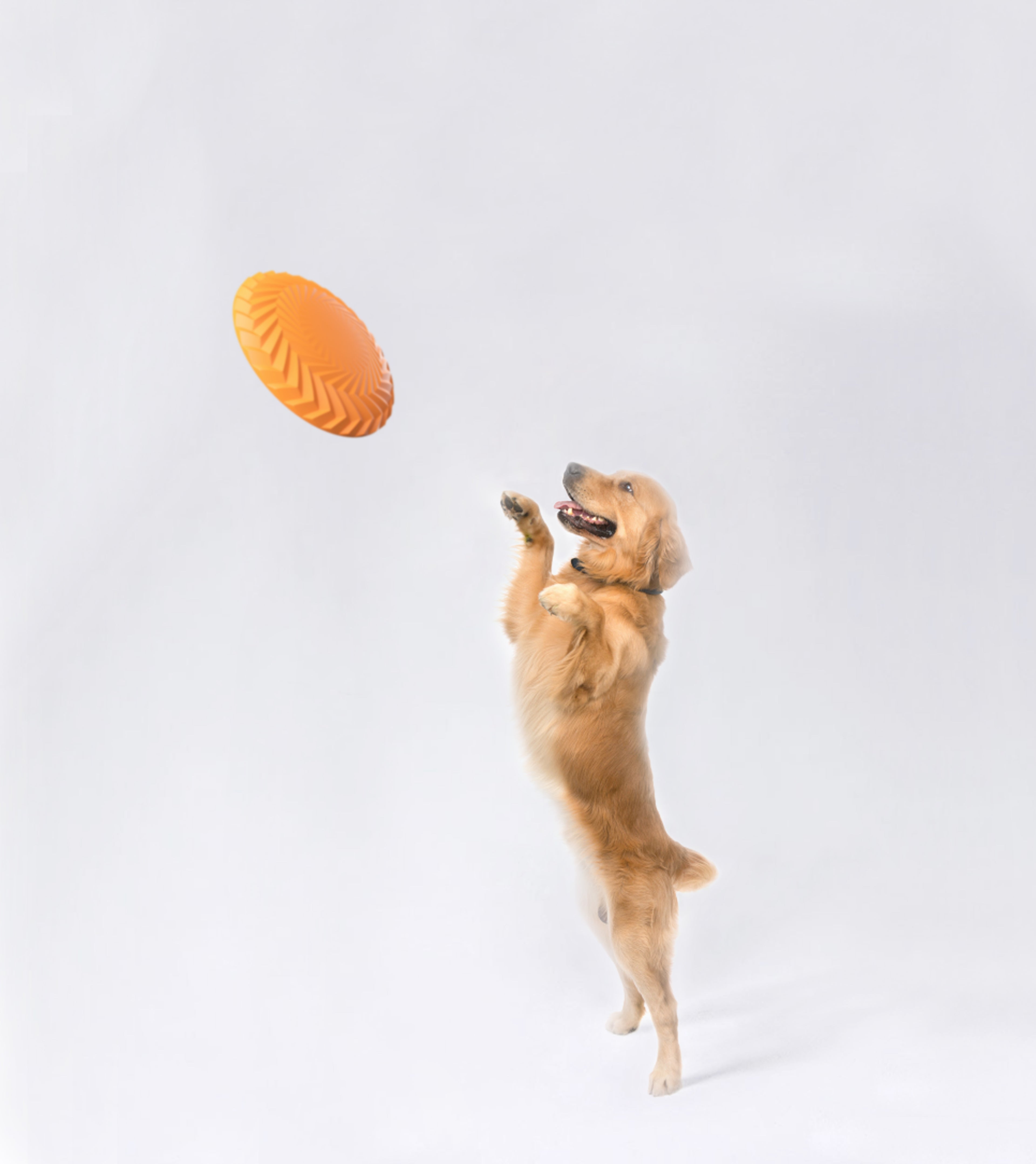 Golden retriever reaching for a Rubber Disc