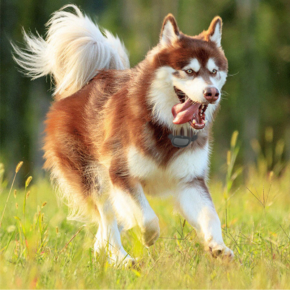 GPS Tag on a running Siberian Husky