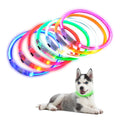 Walk Light in seven colors, on a husky