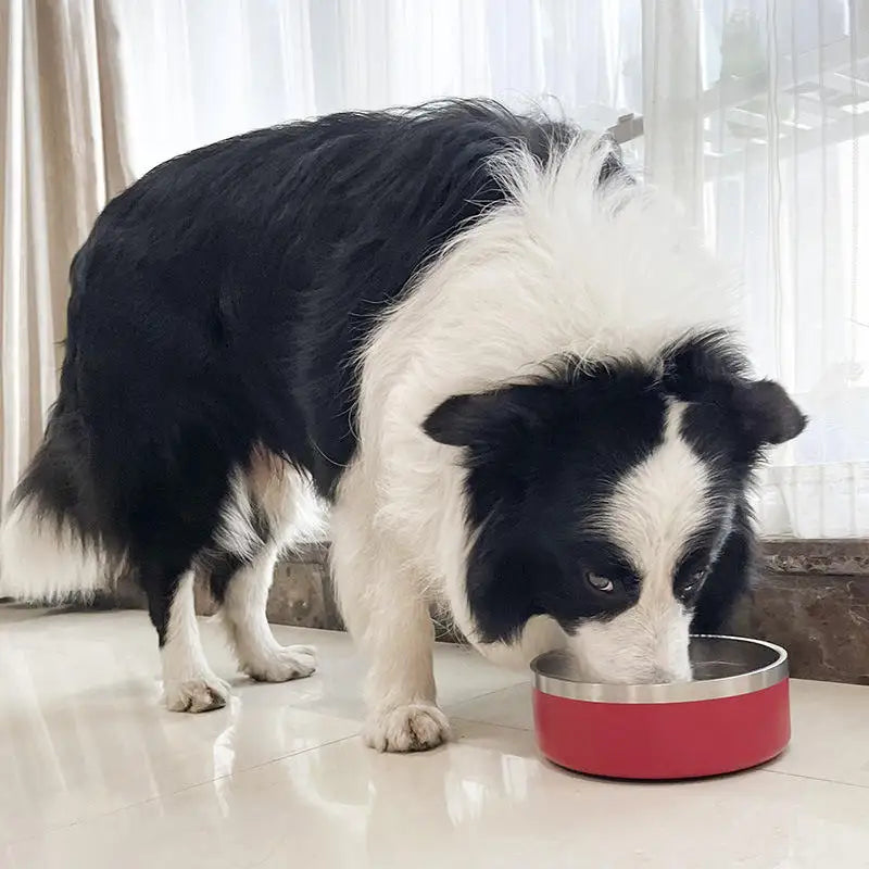Red Steel Bowl with a medium dog