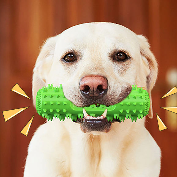 Green Molar Stick in a Labrador's mouth