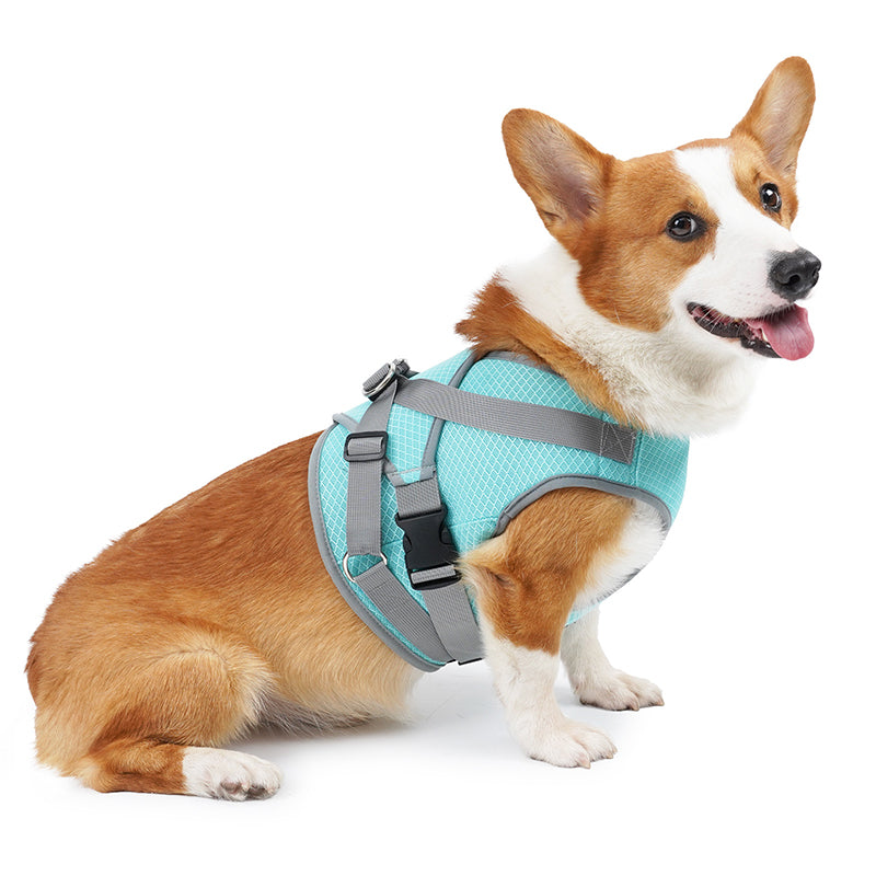 Teal Cool Vest on a Corgi, studio