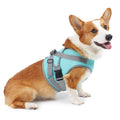 Teal Cool Vest on a Corgi, studio
