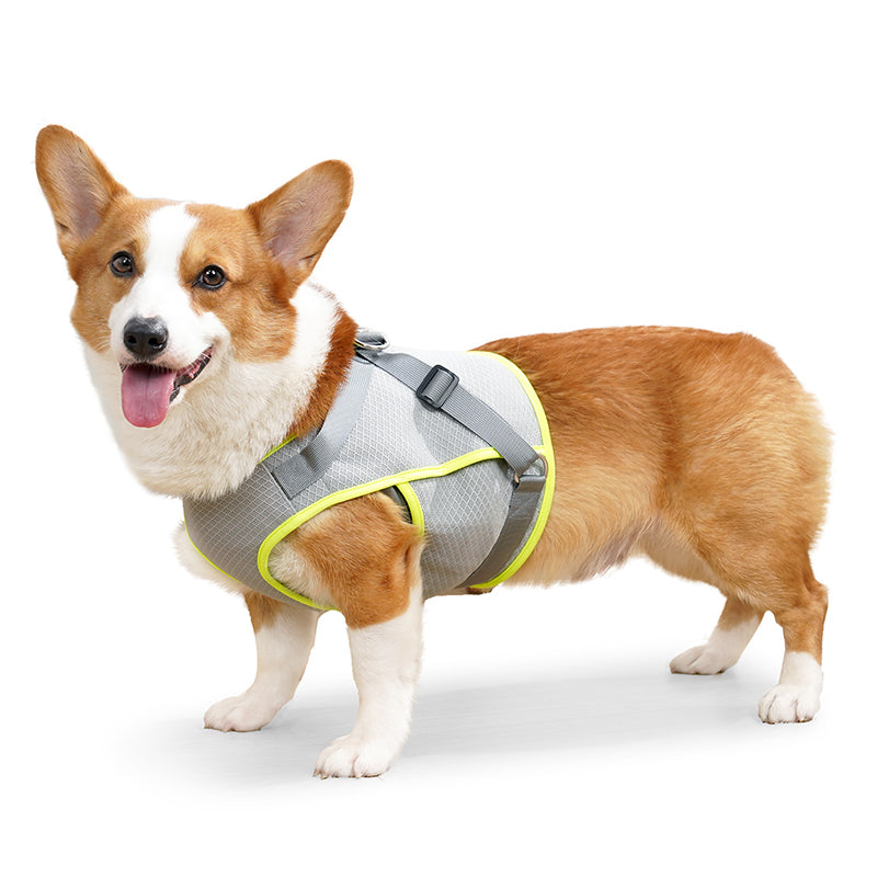 Gray Cool Vest with lime edge on a Corgi
