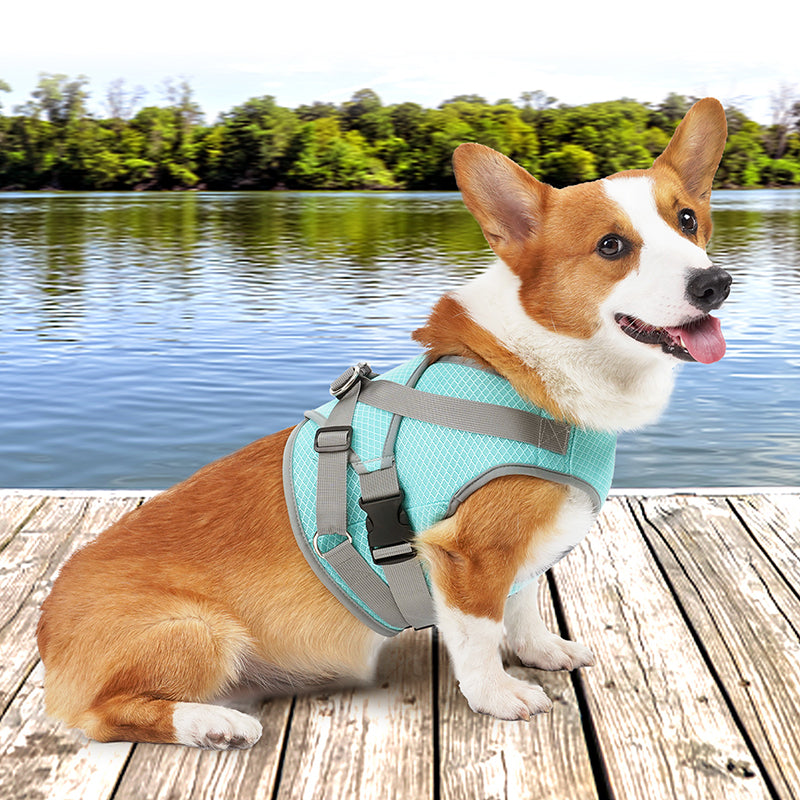 Teal Cool Vest on a Corgi at a dock
