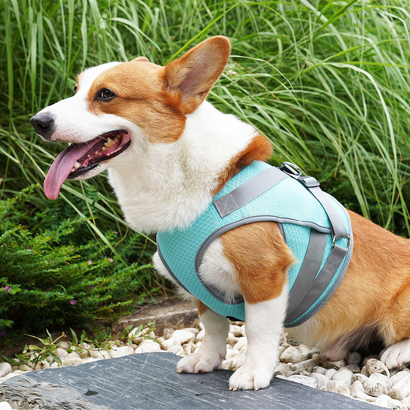 Teal Cool Vest on a Corgi outdoors