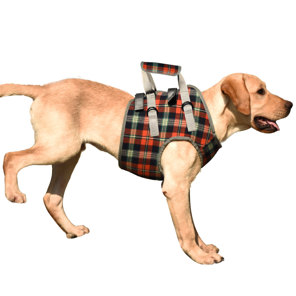 Plaid Lift Harness on a Labrador Retriever