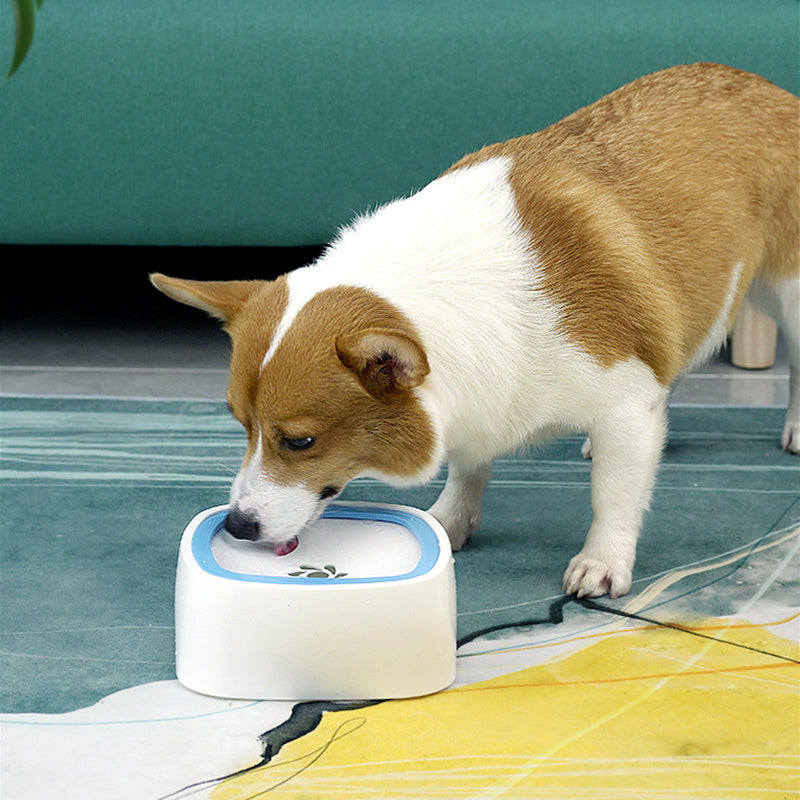 Water Bowl with a Corgi, blue rim