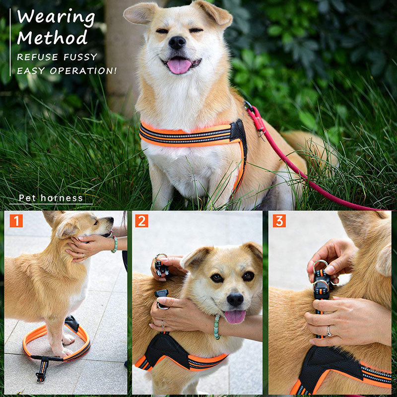 Orange Walk Harness, three-step put-on