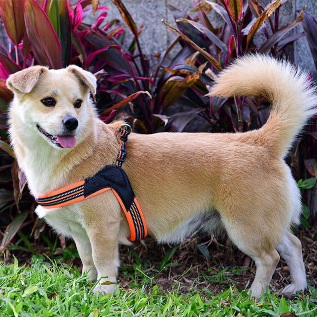 Orange Walk Harness on a medium dog