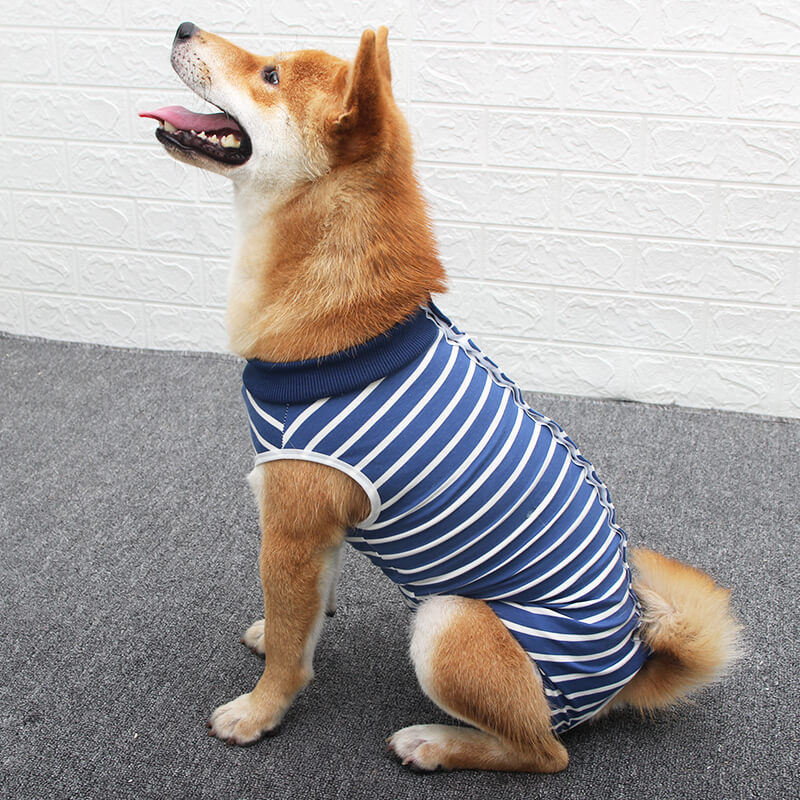 Blue-and-white stripe Recover Suit on a Shiba Inu, snap back, same onesie mold