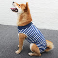 Blue-and-white stripe Recover Suit on a Shiba Inu, snap back, same onesie mold