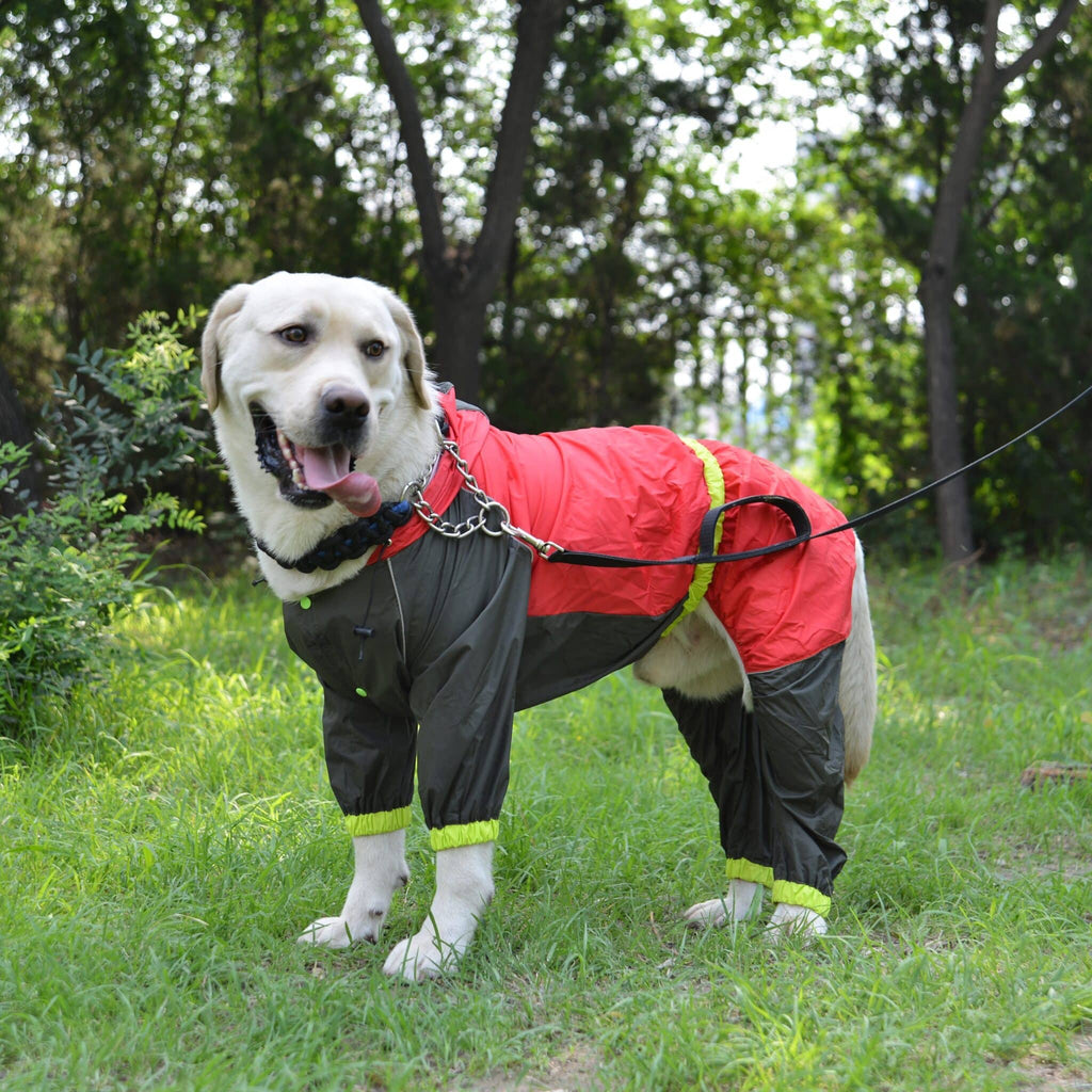 Labrador in a red and grey four-leg Rain Suit on grass