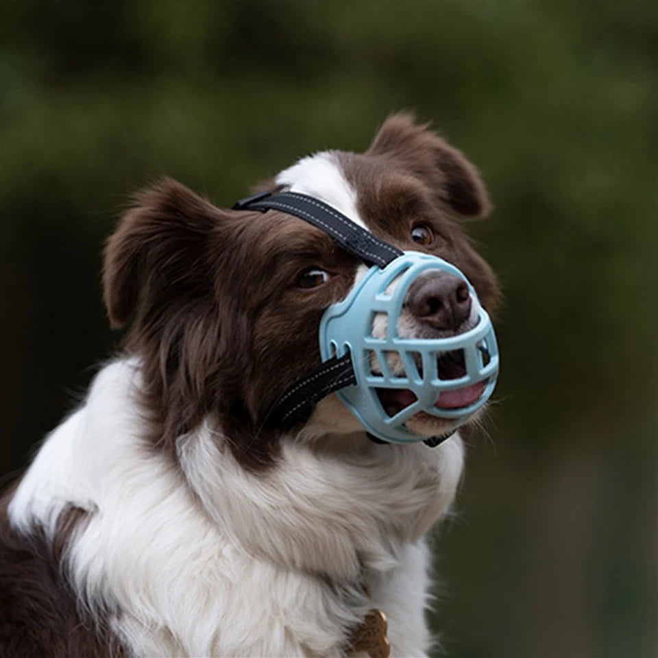 Light-blue Basket Muzzle on a Border Collie