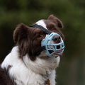 Light-blue Basket Muzzle on a Border Collie