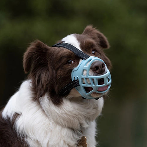 Light-blue Basket Muzzle on a Border Collie