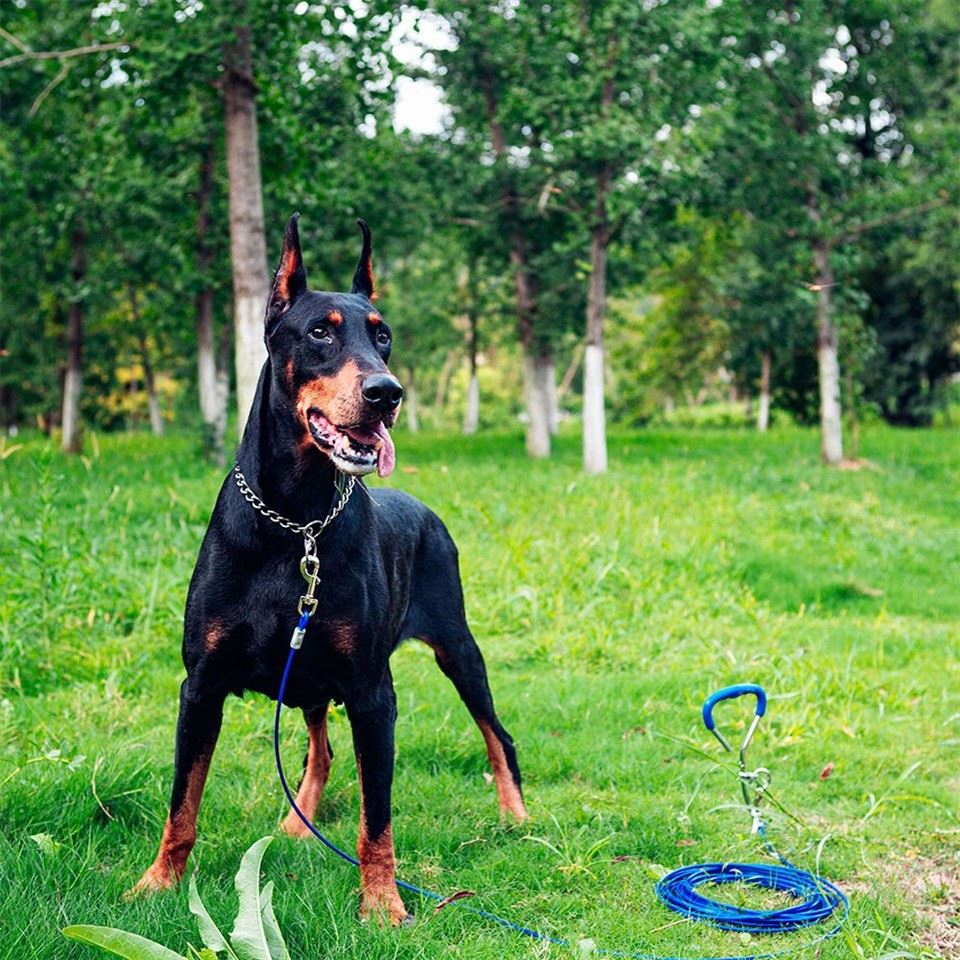 Blue Yard Cable and stake on a Doberman in grass
