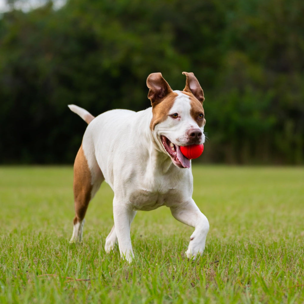 Dog running with a red Fetch Ball