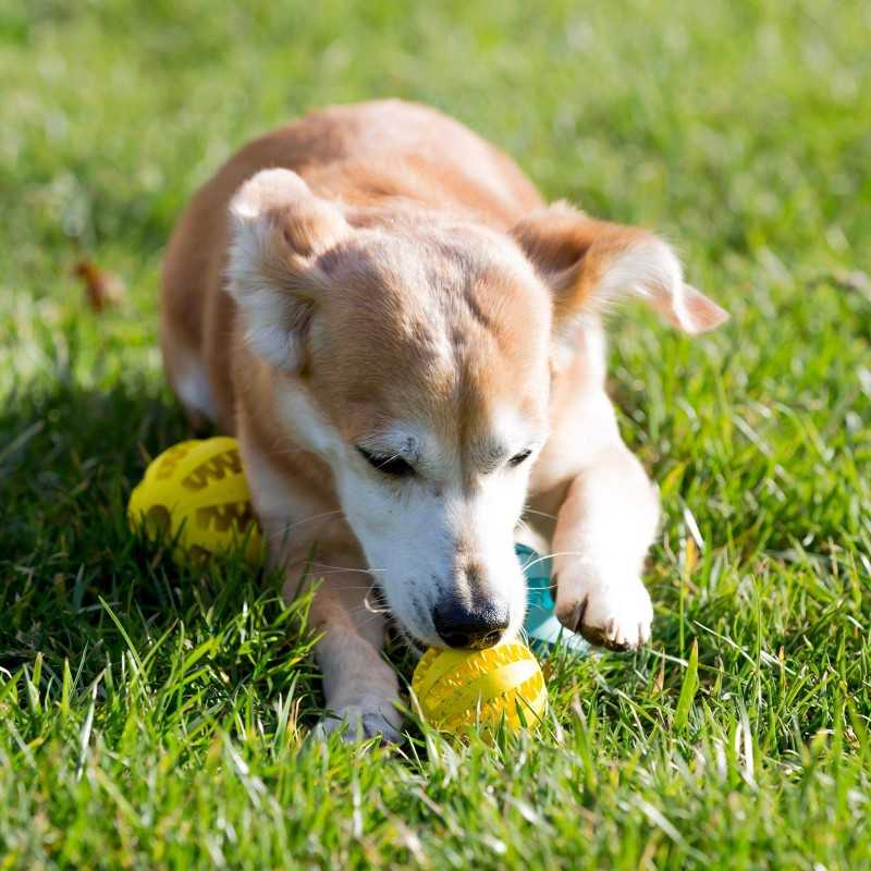 Dog on grass with a yellow Treat Ball