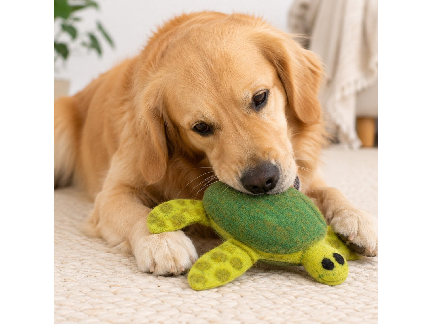 Golden retriever playing with a Felt Tortoise